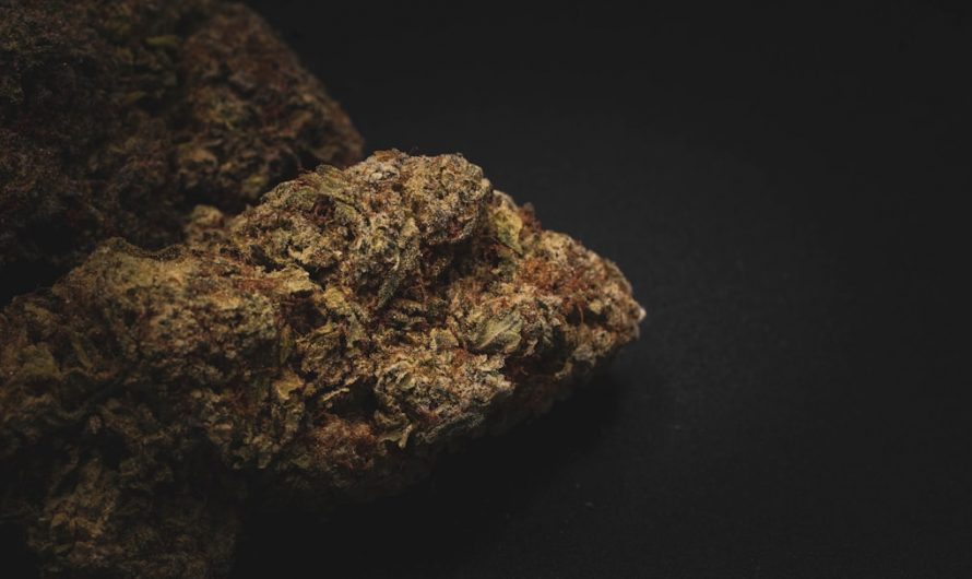 Welcome to the premier Prague hemp shop