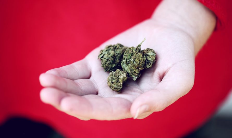 Looking for the best weed deals in Prague?