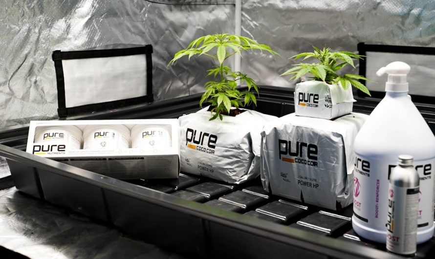 Prague Online Cannabis Shop Premium Vaping Experience