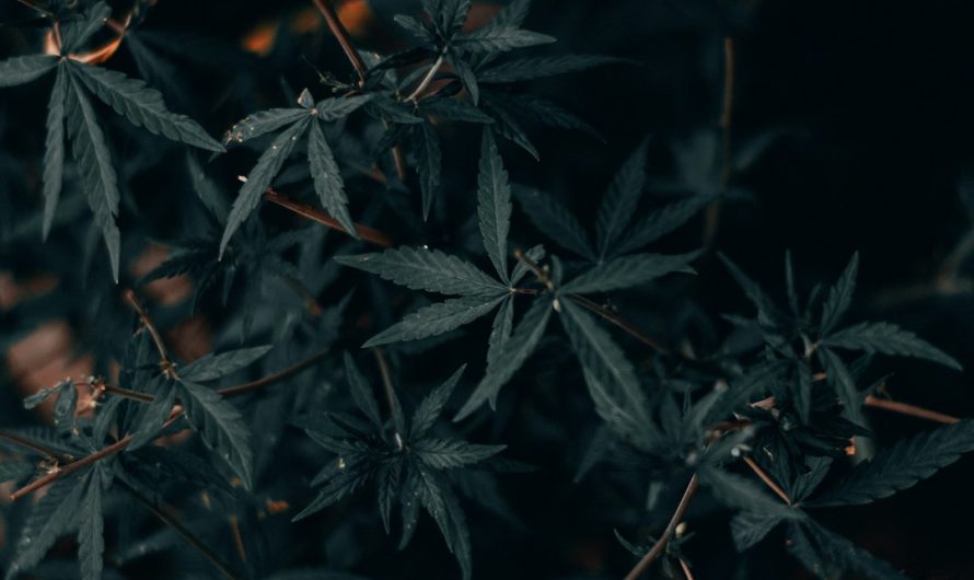Looking for a reliable way to get high‑quality THC joints delivered straight to your door in Prague?