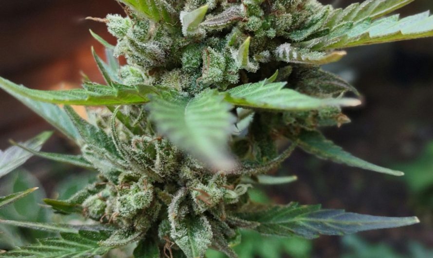 Welcome to the premier destination for THC chocolate and all things cannabis in Prague