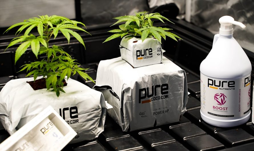 Best THC Vape Shop in Prague