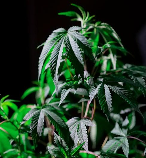 High Quality THC Vape Products in Prague