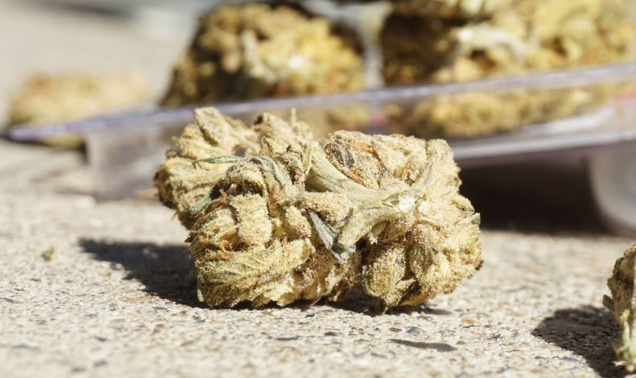 Telegram-Based Cannabis Purchase Service in Prague