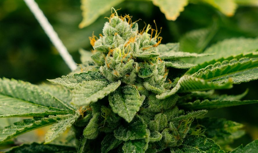 Reliable Cannabis Dealer and Weed Shop in Prague