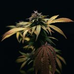 Cannabis Delivery Prague img-2713.jpg