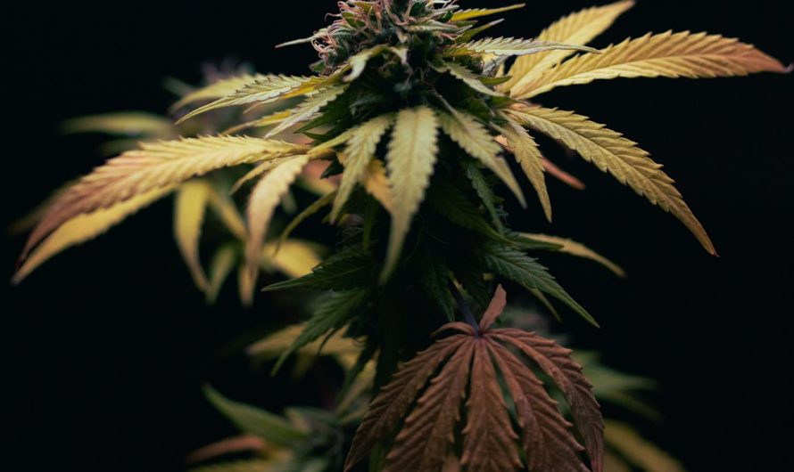 Cannabis Delivery Prague