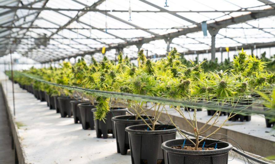 Prague cannabis shop online