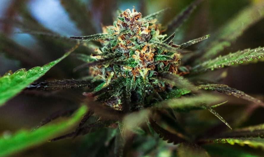 Prague cannabis delivery