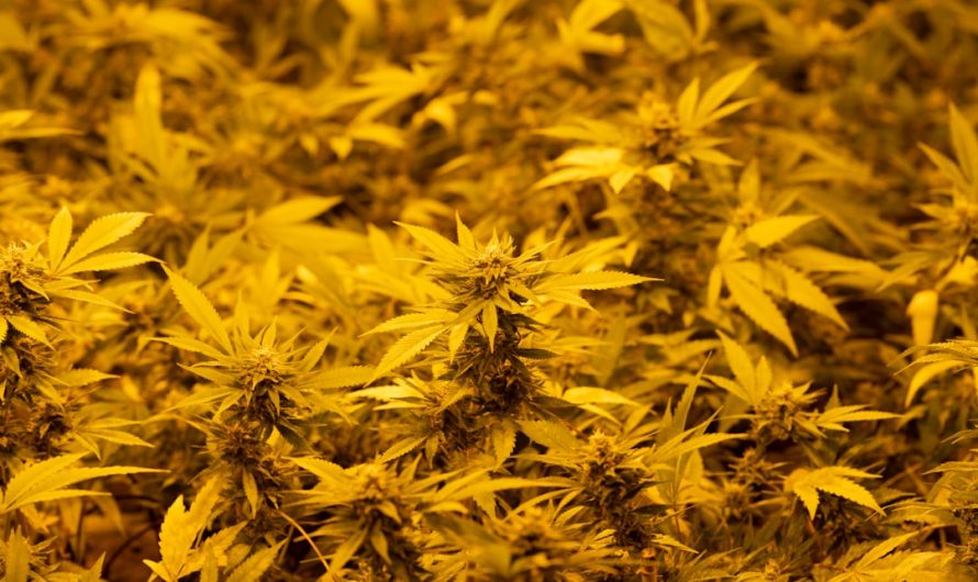 Prague’s Cannabis Vaping Scene
