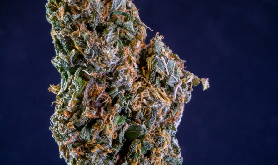 Best THC Vape Supplier in Prague