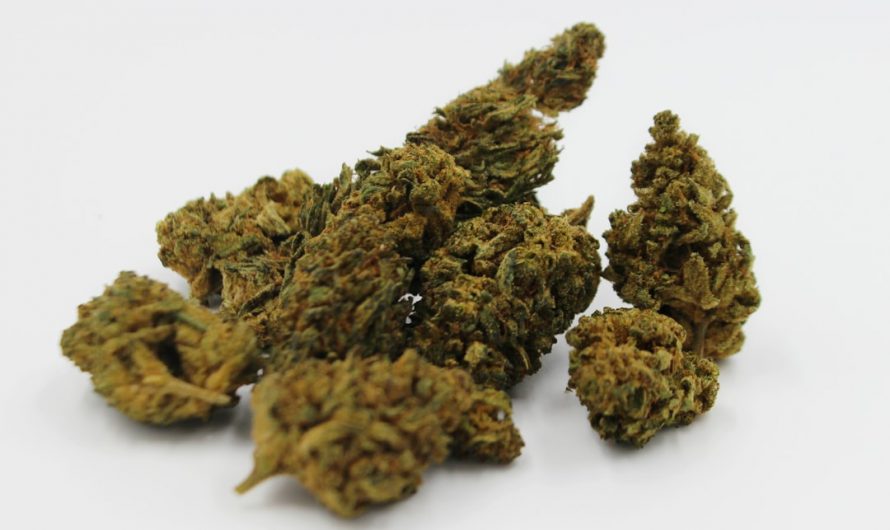 Ultimate Guide to Cannabis Tourism in Prague