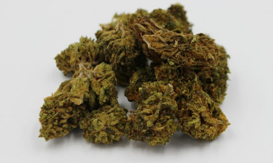 Welcome to the future of cannabis enjoyment in Prague