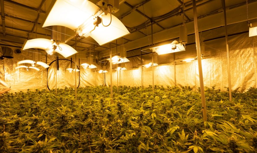 Welcome to the ultimate guide for Prague residents looking to explore the best weeds, cannabis, and marijuana deals in the city