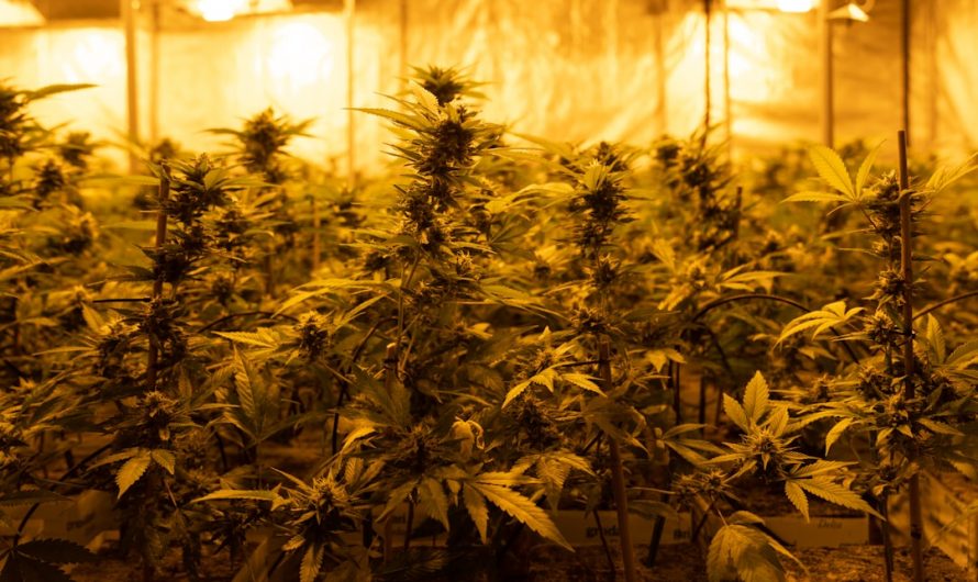 Online Cannabis Delivery in Prague