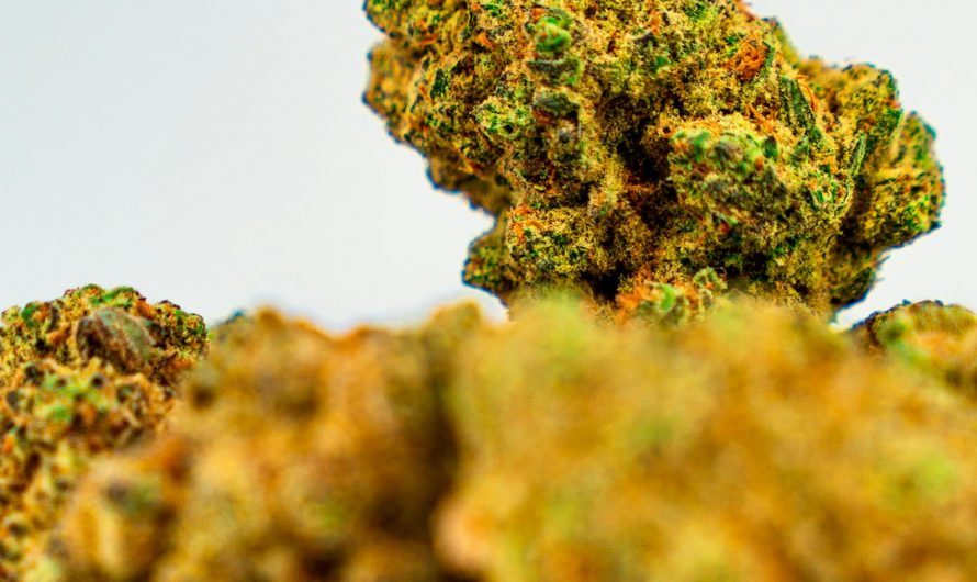 Fast and Discreet Cannabis Delivery in Prague