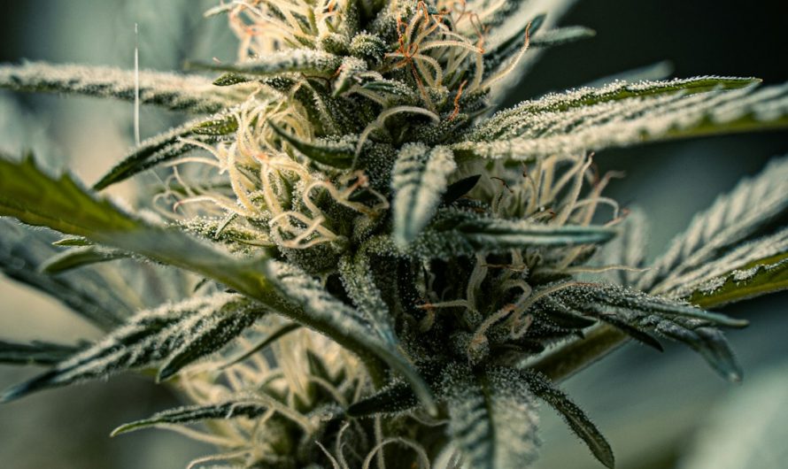 Prague Cannabis Market Overview