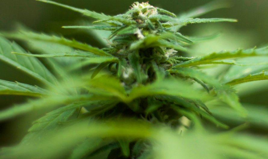 Best THC Joint Platform in Prague: Online Dispensary Guide