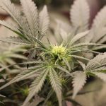 Looking for affordable THC joints and other cannabis products in the heart of the Czech Republic? img-3048.jpg