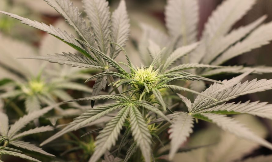 Looking for affordable THC joints and other cannabis products in the heart of the Czech Republic?