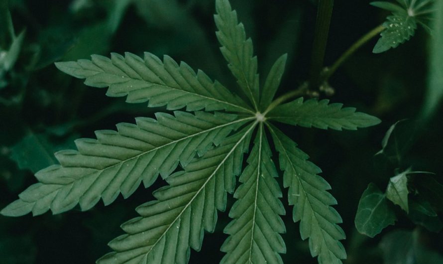 Welcome to the premier Prague cannabis shop