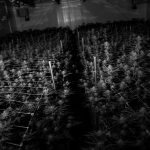 Cheap Weed in Prague: Affordable Cannabis Options img-3080.jpg