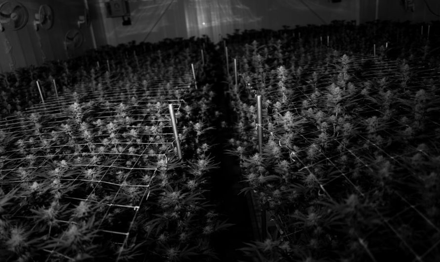Cheap Weed in Prague: Affordable Cannabis Options