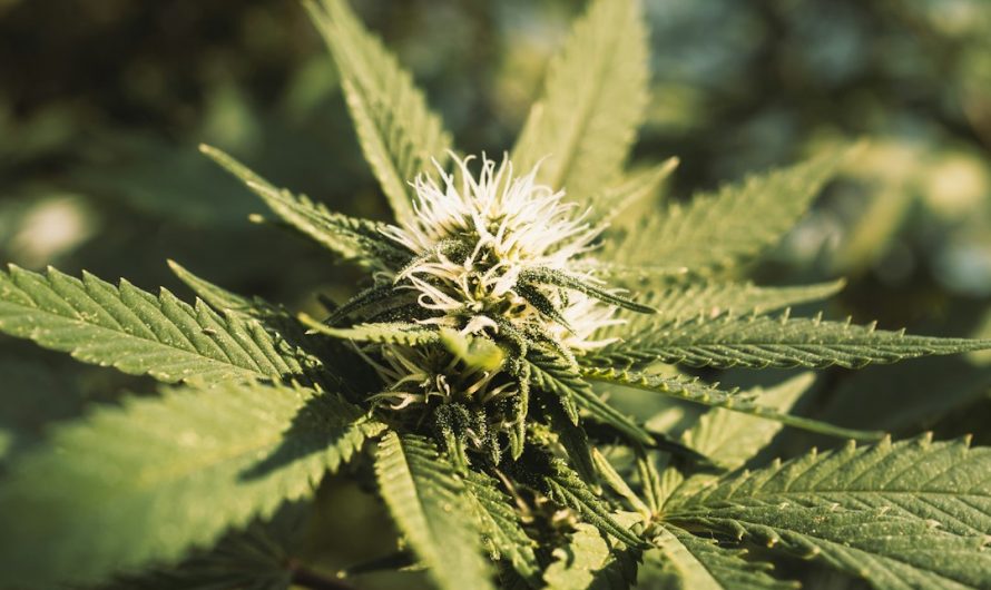 Prague is quickly becoming one of the most welcoming cities in the Czech Republic for consumers who want to explore the full spectrum of hemp‑derived products