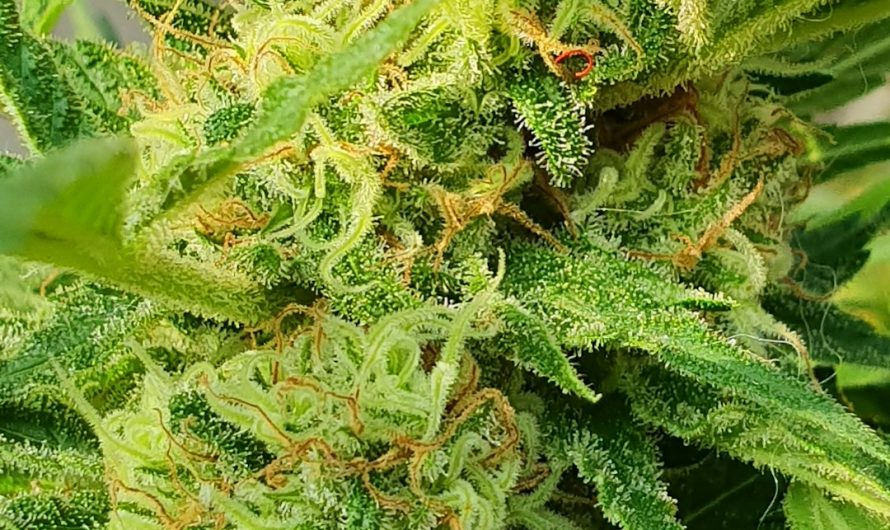 Looking to own a thriving weed dispensary in the heart of Europe?