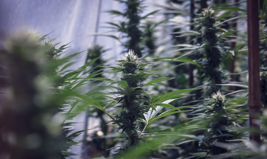 Prague Vape Guide: Cannabis, THC, and Vaping for Tourists