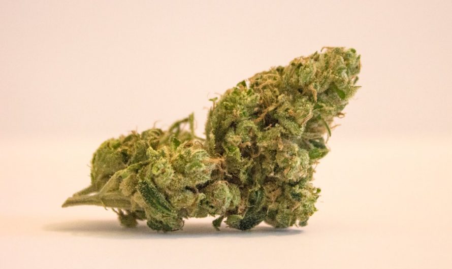 Prague’s vibrant cannabis scene has evolved into a sophisticated marketplace where premium THC‑infused chocolate blends the allure of local Czech chocolate makers with the growing demand for high‑quality cannabis edibles. Whether you’re a seasoned connoisseur or a curious newcomer, our service offers a seamless way to explore this niche market from the comfort of your home.