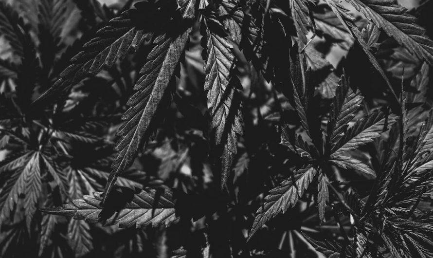 Looking for the best THC vapes deals in the heart of Prague?