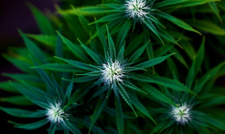 Prague’s THC Joint Guide