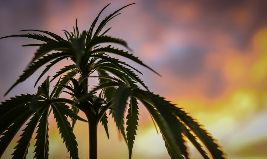Prague’s Best THC Joints: Online Cannabis Shop