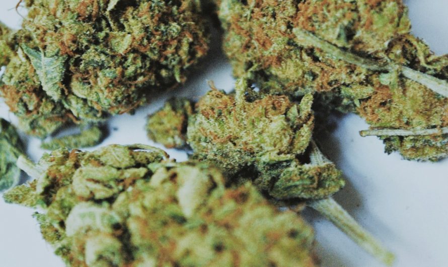 Welcome to the heart of Prague’s cannabis culture – a boutique that blends the historic charm of New Town with the modern sophistication of a high‑end dispensary