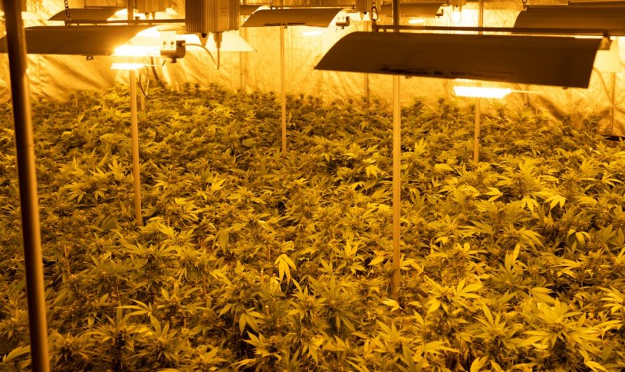 Premium Cannabis Delivery in Prague