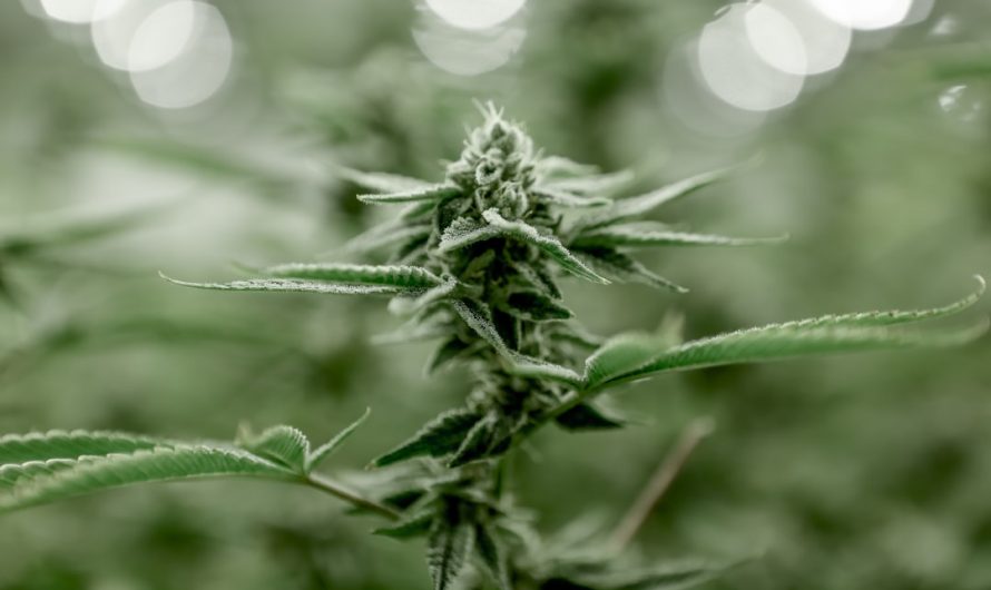 Premium Cannabis Shop in Prague