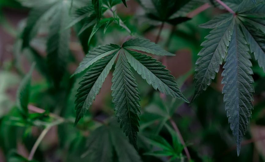 Best Hemp Store Prague: Premium Cannabis, CBD, and Accessories