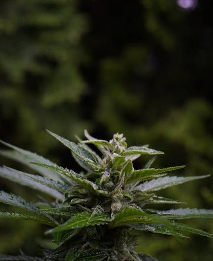 Prague’s Old Town: A Cannabis Lover’s Guide