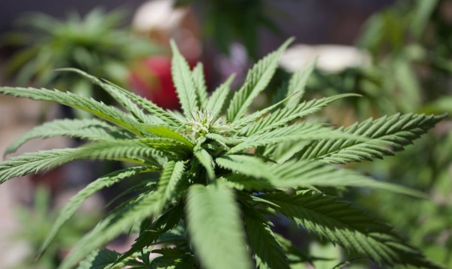 Prague Cannabis Delivery: Fast, Affordable, and Reliable
