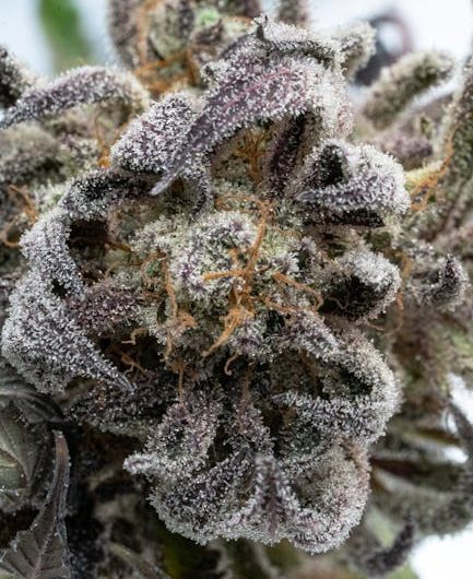 Welcome to the premier marijuana shop and cannabis boutique in the heart of Prague