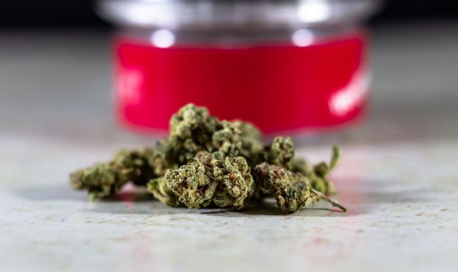 Prague Cannabis Guide for Travelers