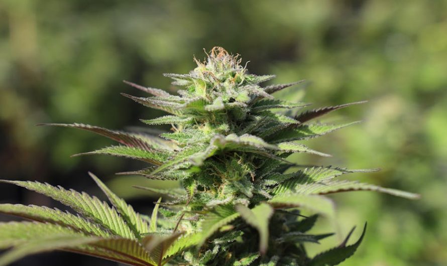 Prague is rapidly becoming a hub for cannabis enthusiasts