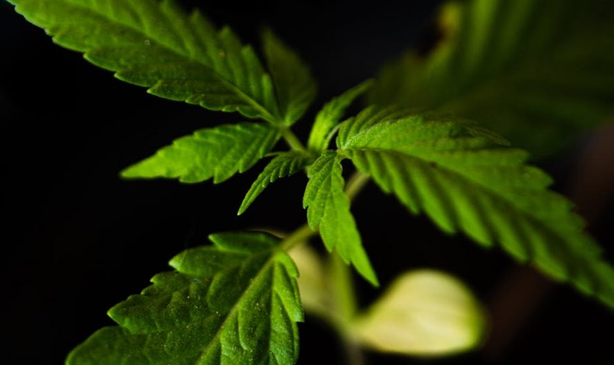 Prague Cannabis Market: THC-Infused Chocolate and Legal Edibles