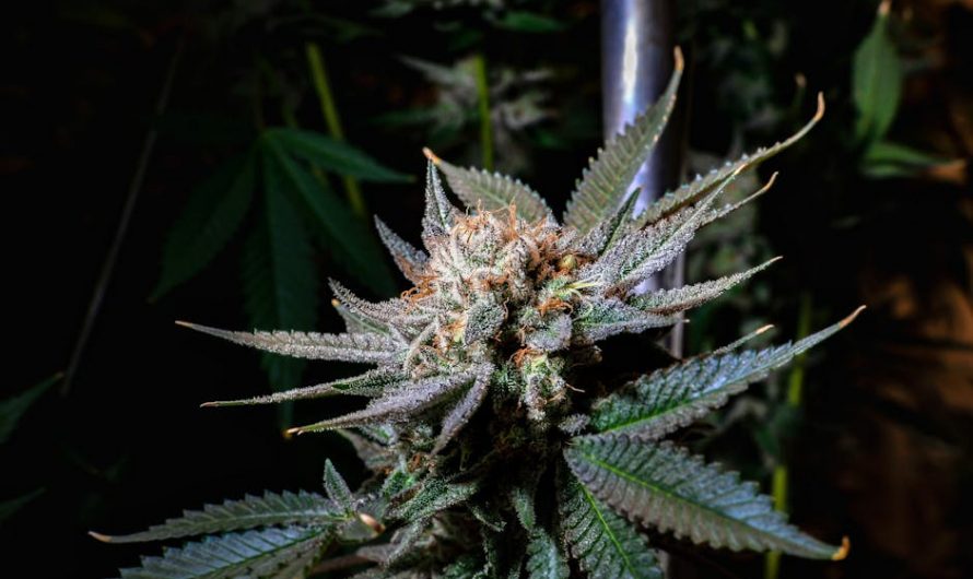 Welcome to the premier online dispensary for THC vape products in Prague, Czech Republic