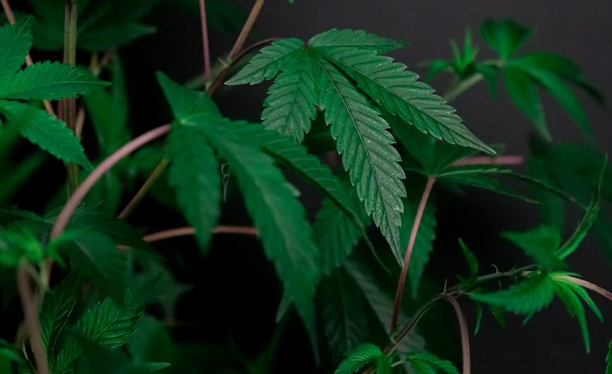 THC Chocolate Shop Prague Premium Cannabis Infused Treats
