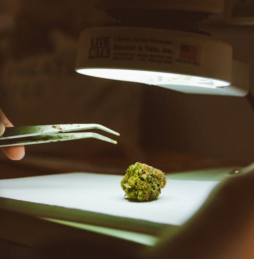 Ultimate Guide to Cannabis in Prague