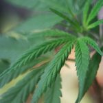 Welcome to the premier Prague cannabis shop img-642.jpg