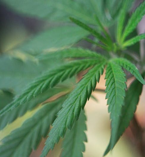 Welcome to the premier Prague cannabis shop