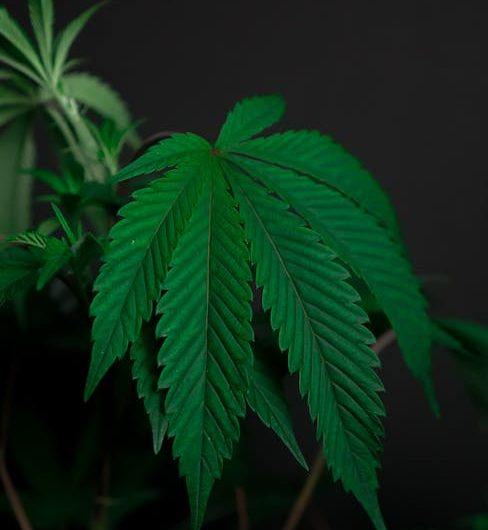 Cannabis Shop for Sale in Prague Turnkey Dispensary Opportunity